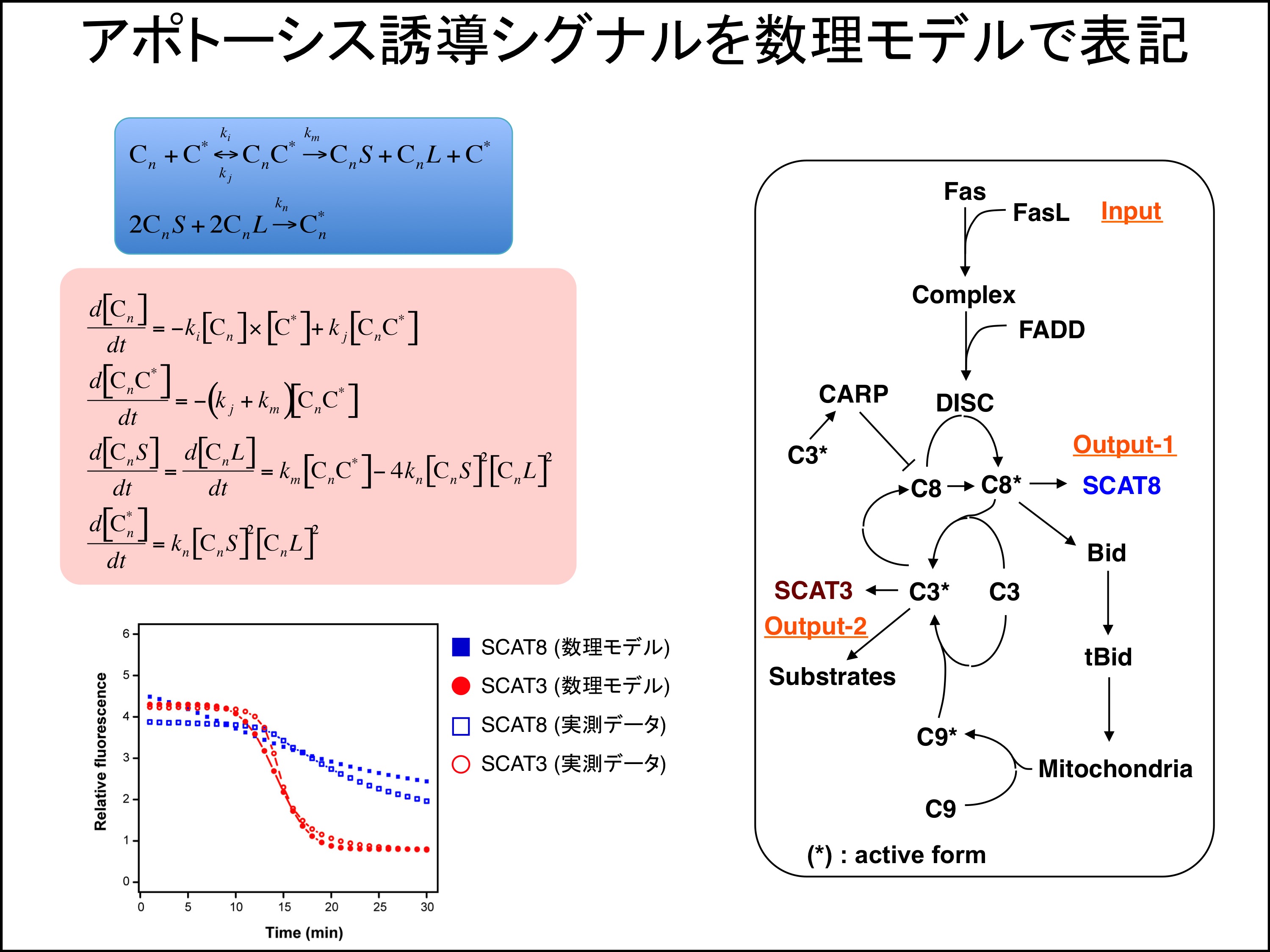 ガンなど悪性細胞(異常な細胞)をアポト-シスさせるCPL(環: 免疫